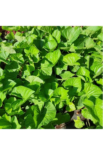 Фиалка садовая зеленая сердцевидная листва